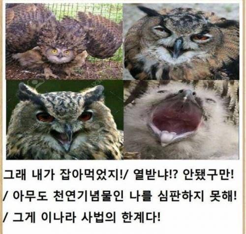 달팽이게임픽