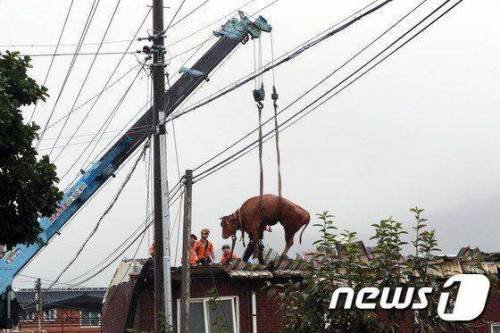 달팽이 분석과 실시간패턴통계