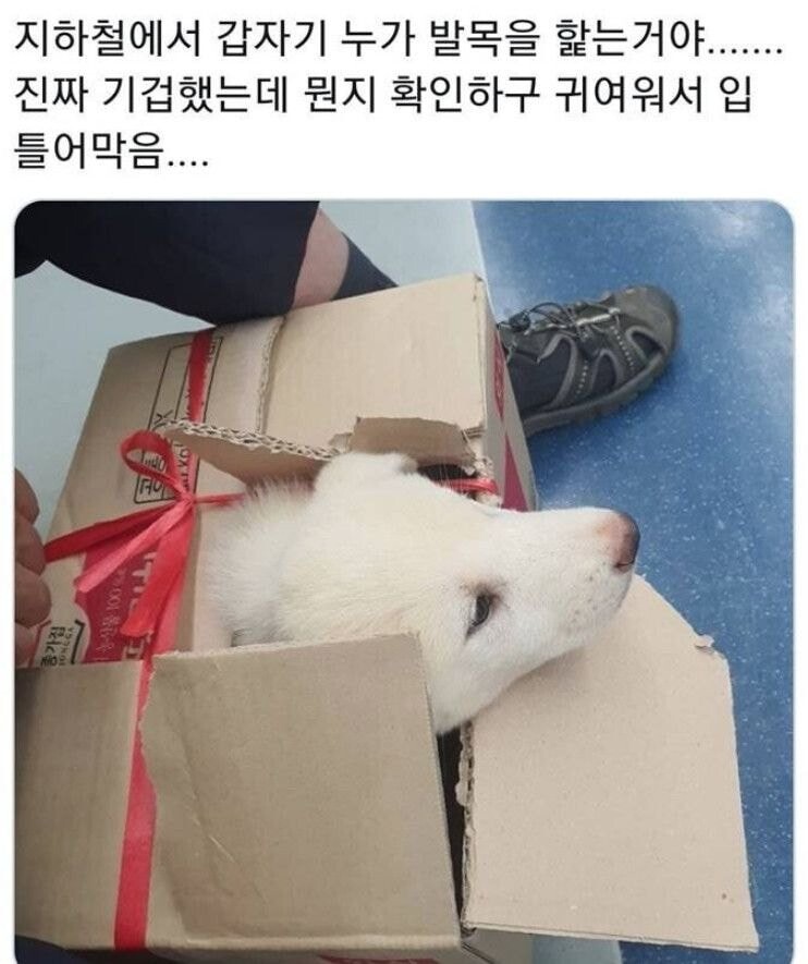 달팽이게임픽분석