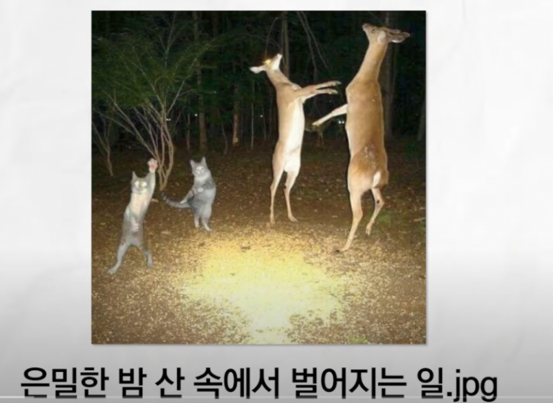 나눔로또 파워볼분석기