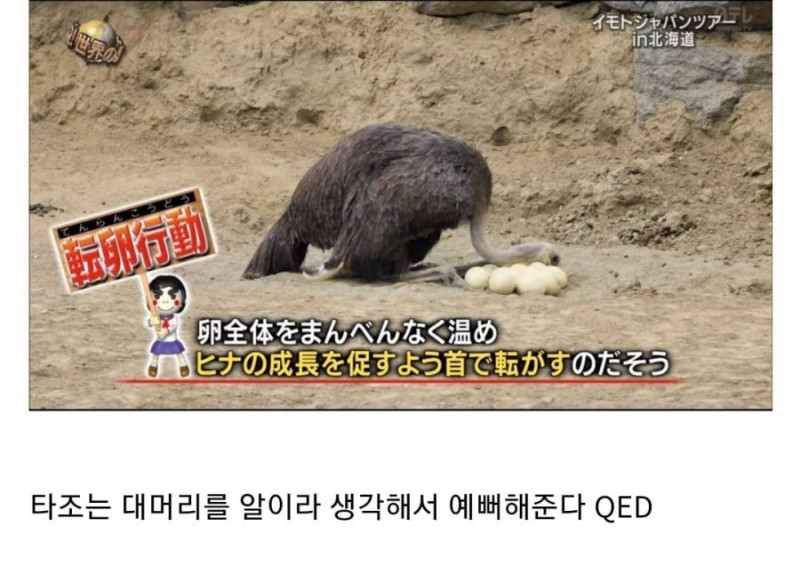 달팽이게임분석기