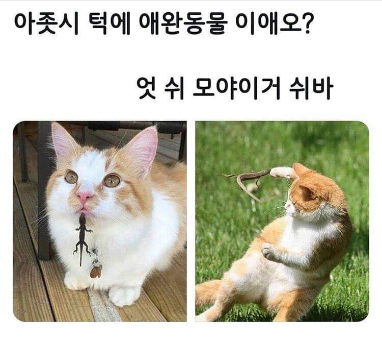 다리다리 분석과 실시간패턴통계