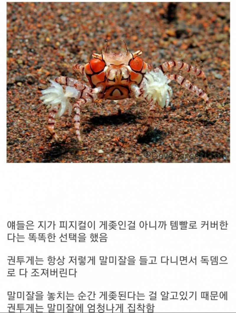 달팽이게임픽분석