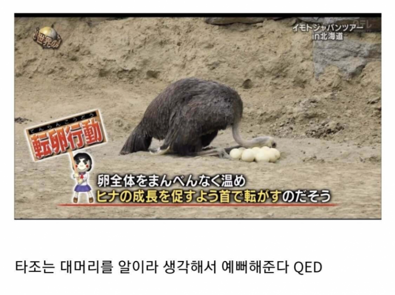 다리다리게임픽