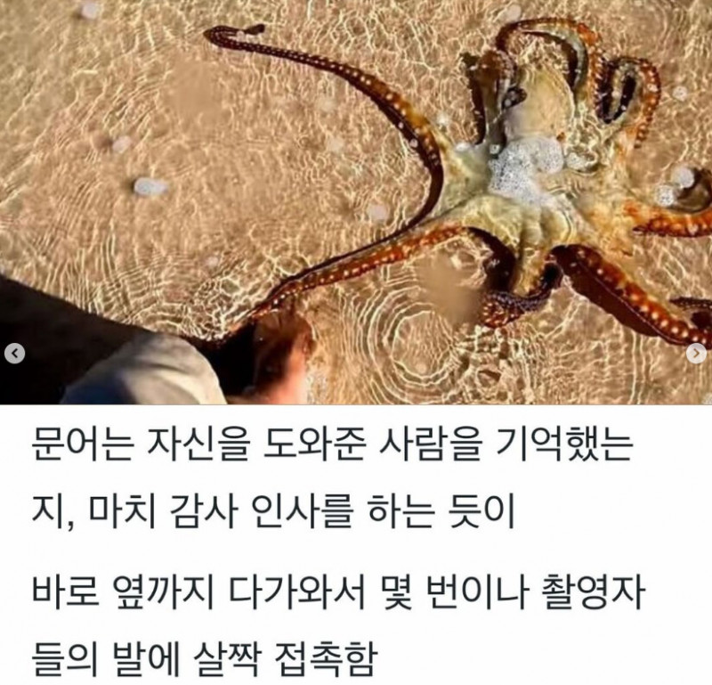 달팽이게임픽