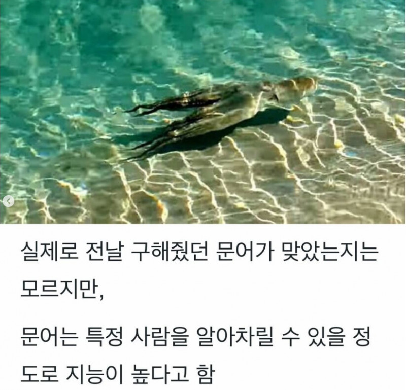 다리다리 분석과 실시간패턴통계