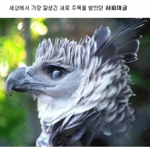 달팽이게임픽