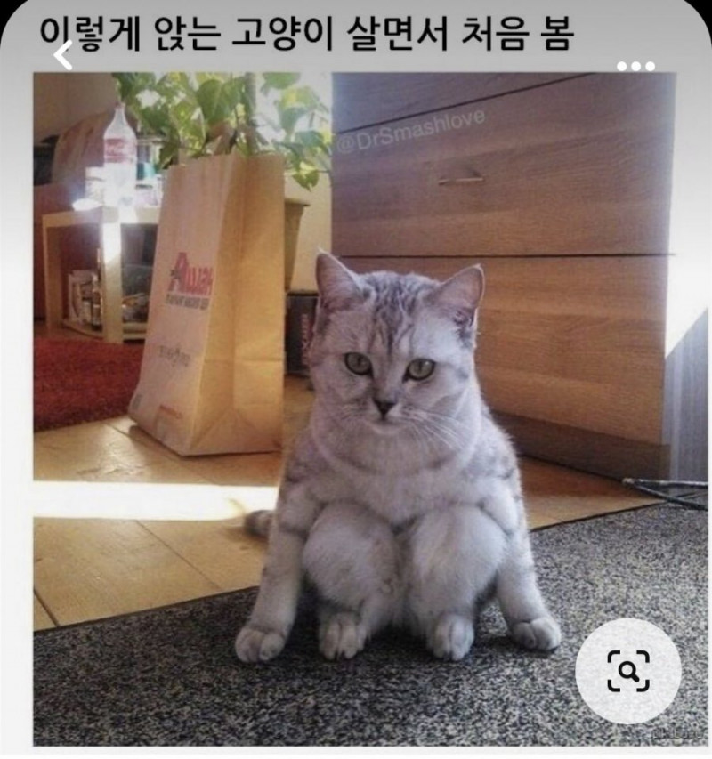 실시간다리다리