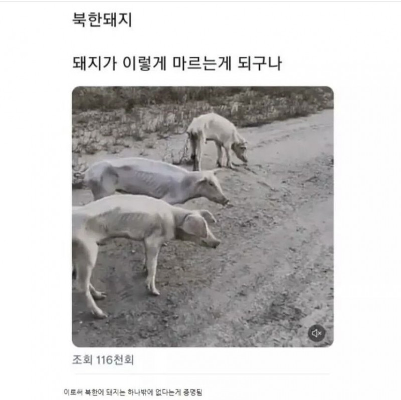 달팽이게임픽분석