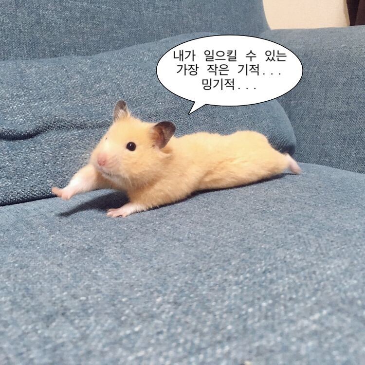 나눔로또 파워볼분석기