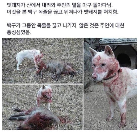 달팽이게임분석기