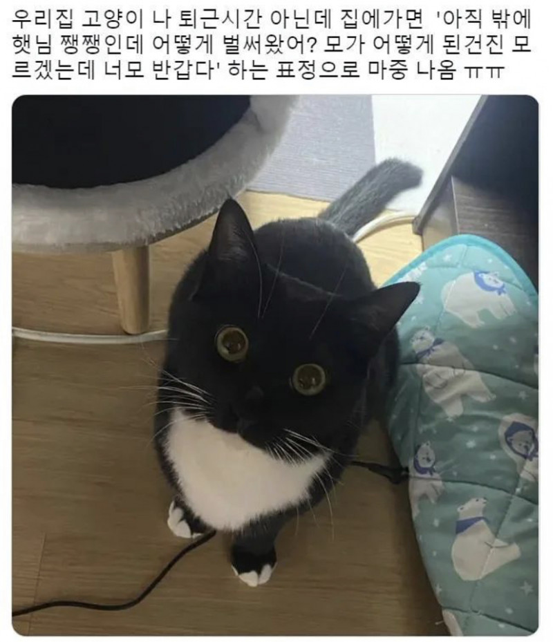 사다리 분석과 실시간패턴통계