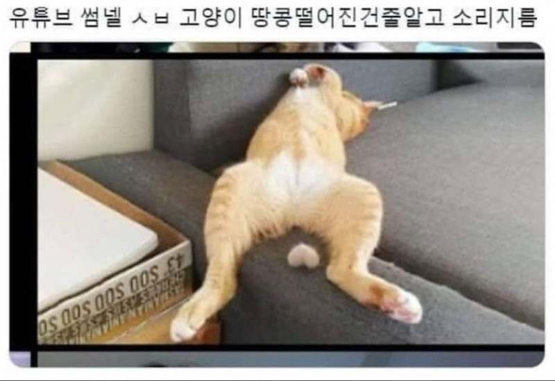 다리다리게임분석기