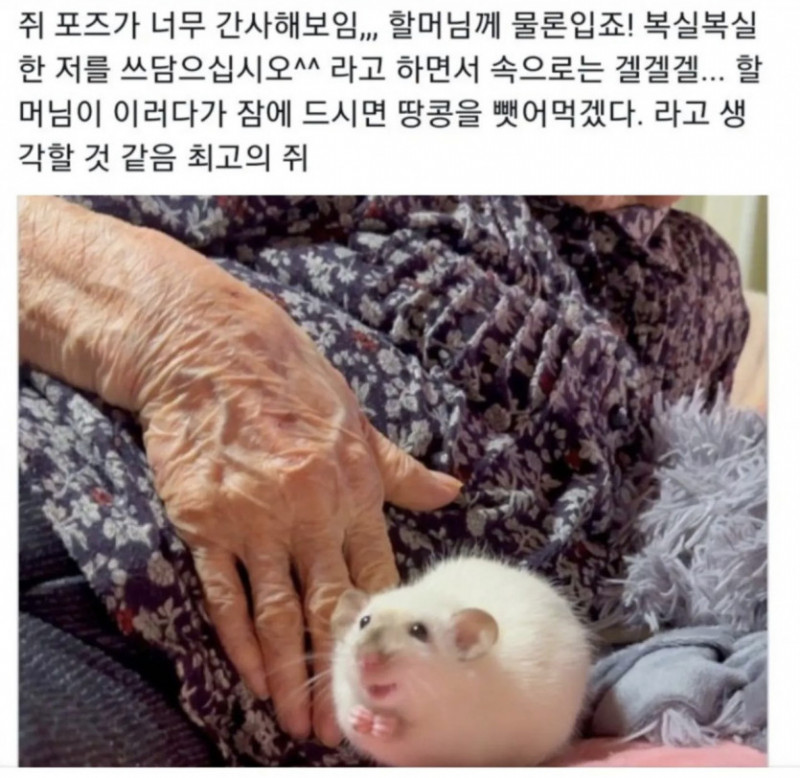 실시간다리다리