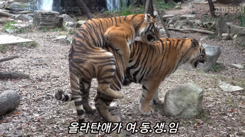 통축