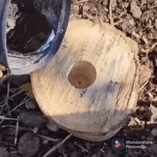 달팽이게임분석기