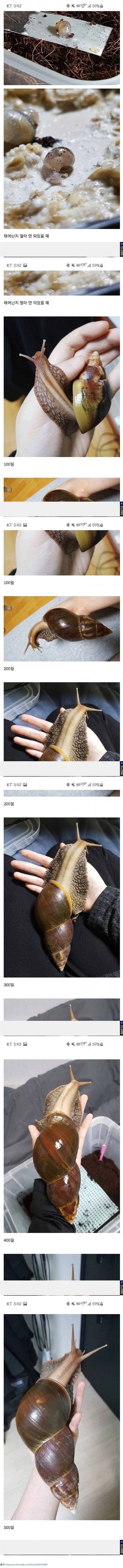 사다리 분석과 실시간패턴통계