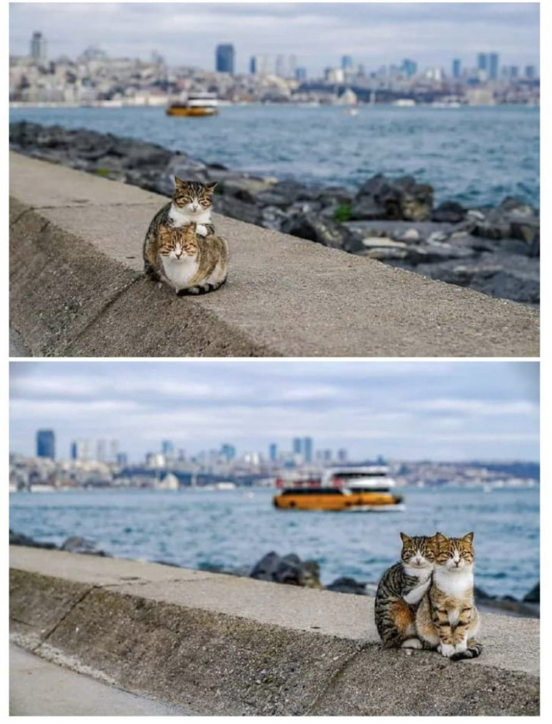 달팽이 분석과 실시간패턴통계