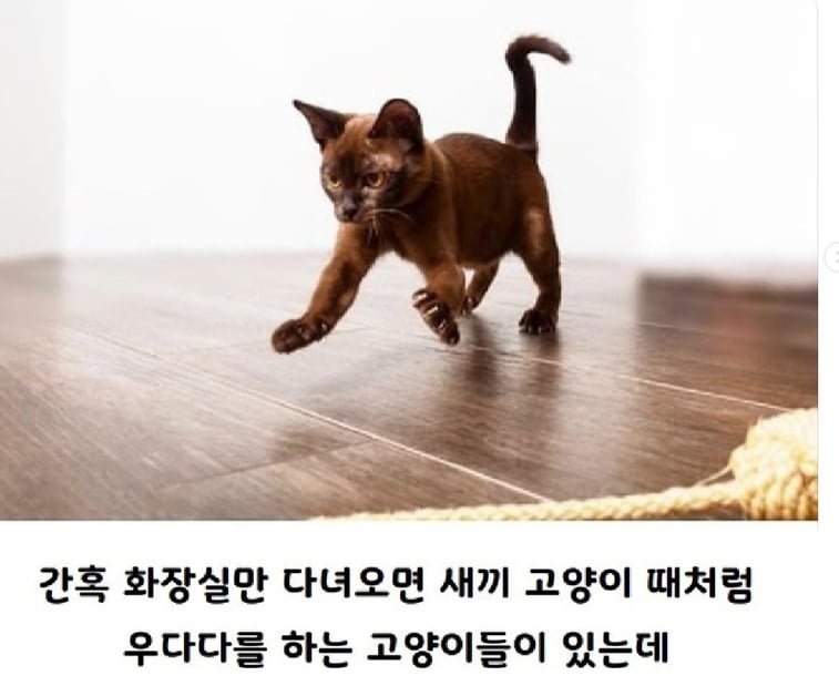 달팽이게임분석기