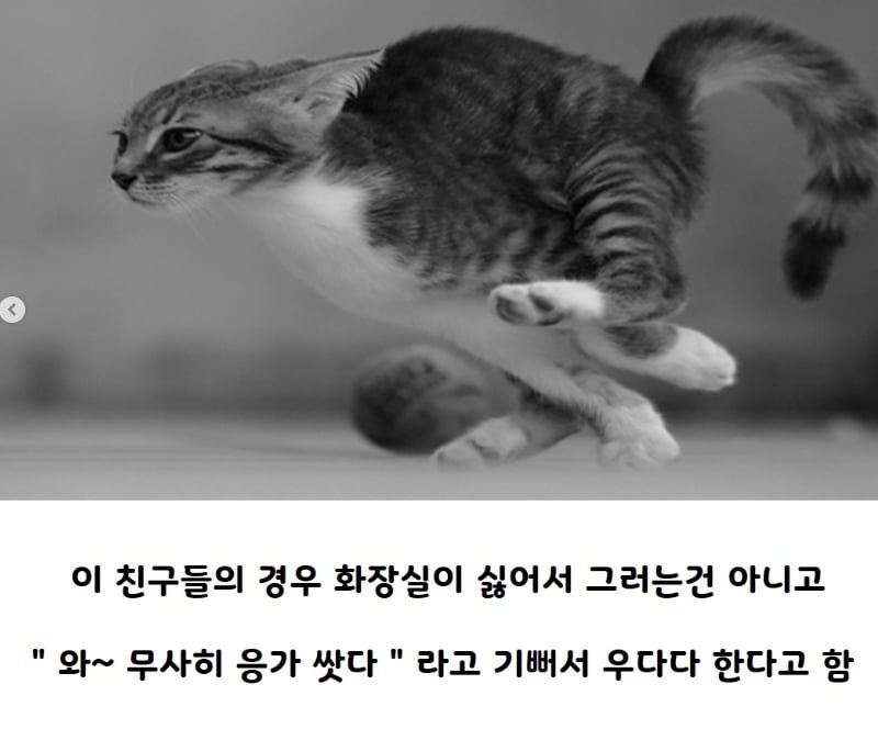 사다리게임분석기