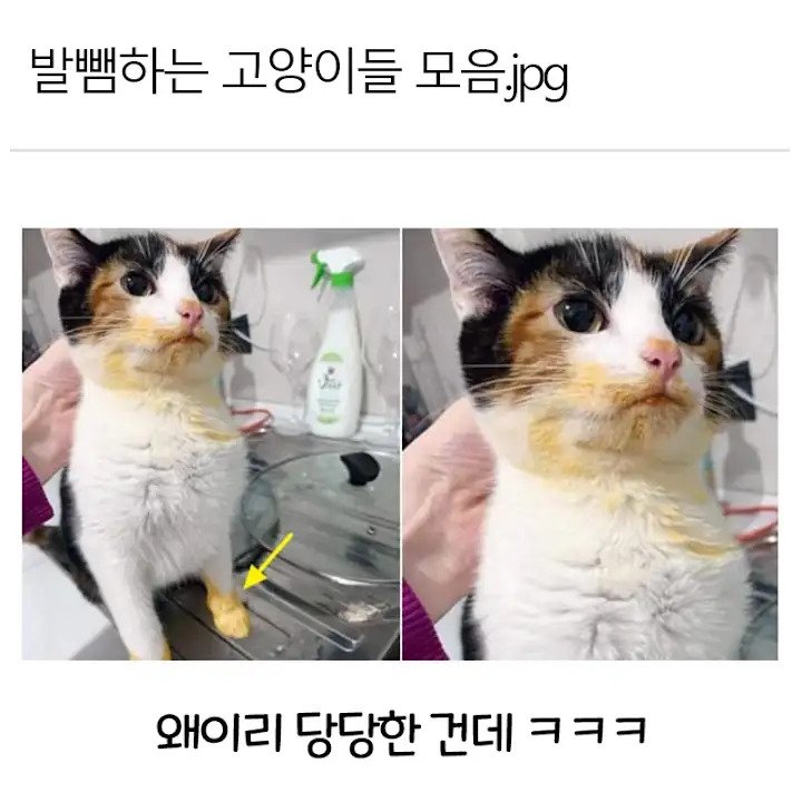 달팽이게임픽