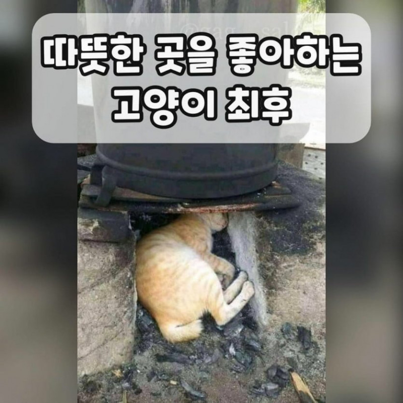 달팽이게임분석기