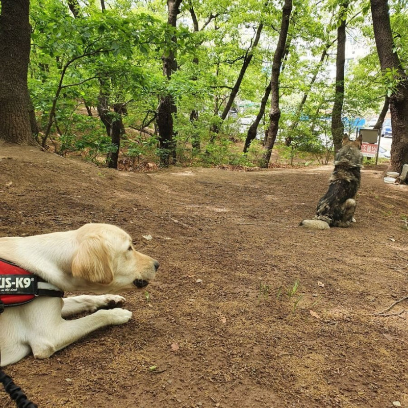 사다리게임분석기