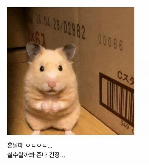 사다리 분석과 실시간패턴통계