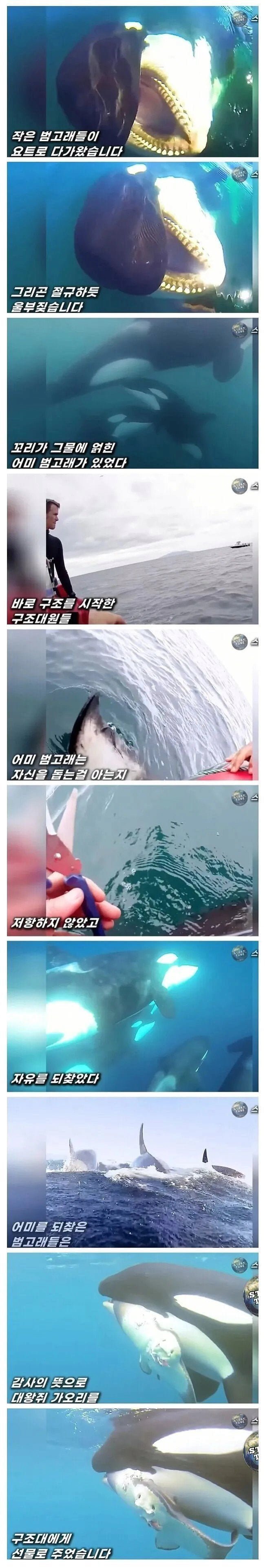 달팽이게임분석기