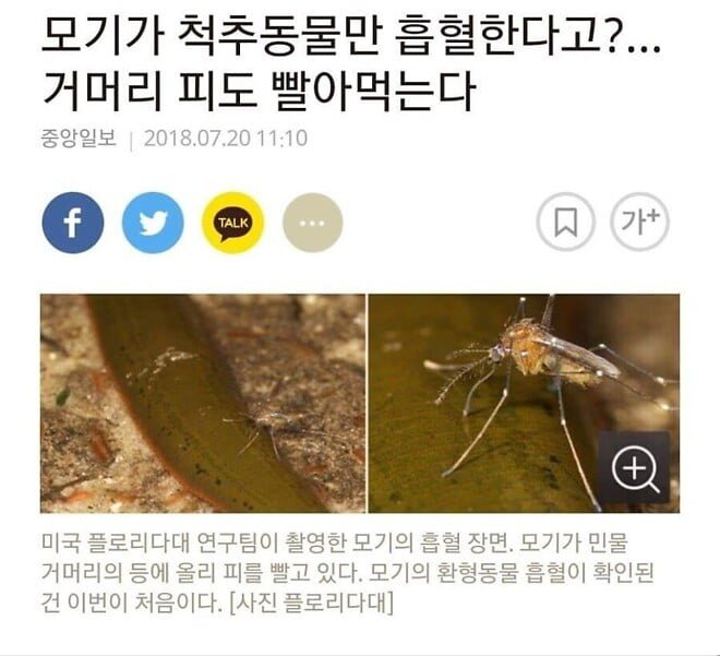 사다리게임통계