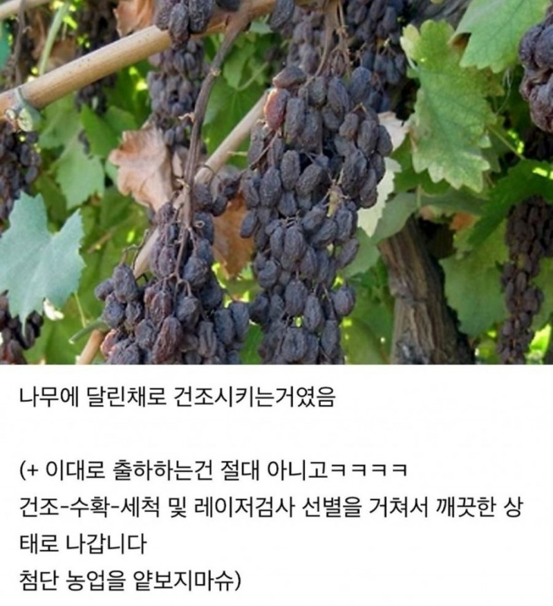 달팽이게임