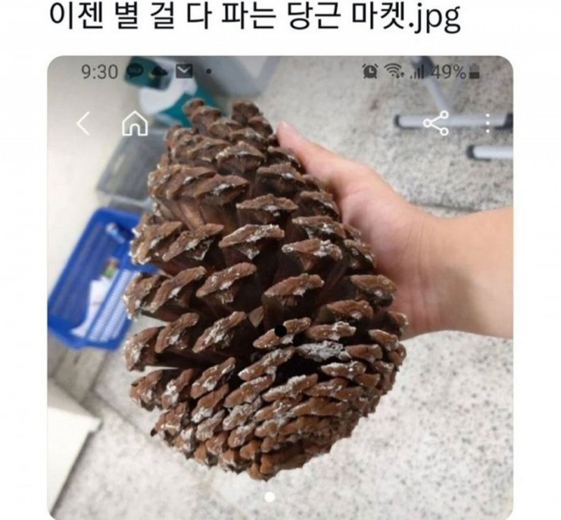 달팽이게임픽분석