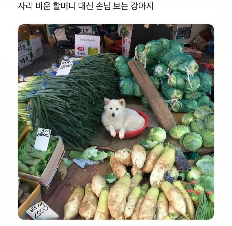 파워볼게임