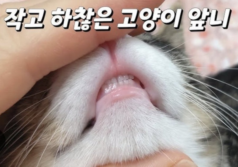 달팽이필승