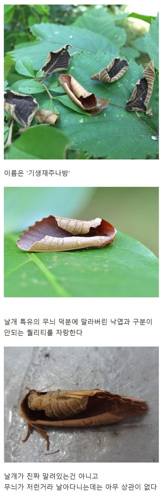 나눔로또 파워볼분석기