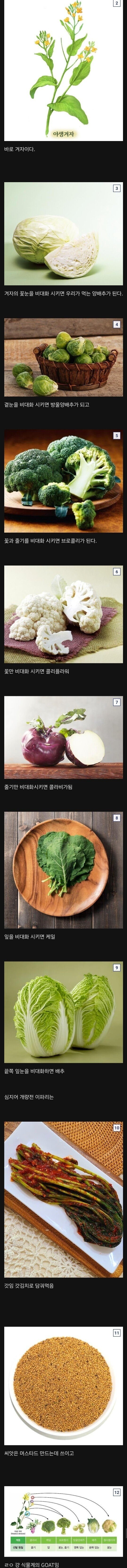 달팽이게임픽분석