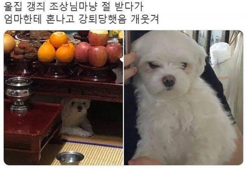 사다리 분석과 실시간패턴통계