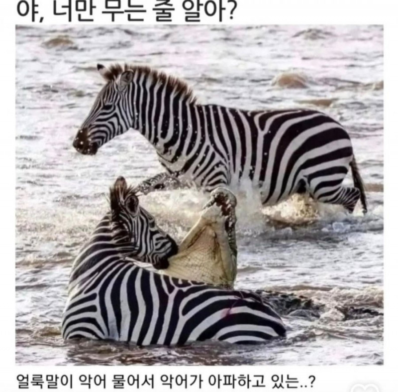 달팽이게임픽