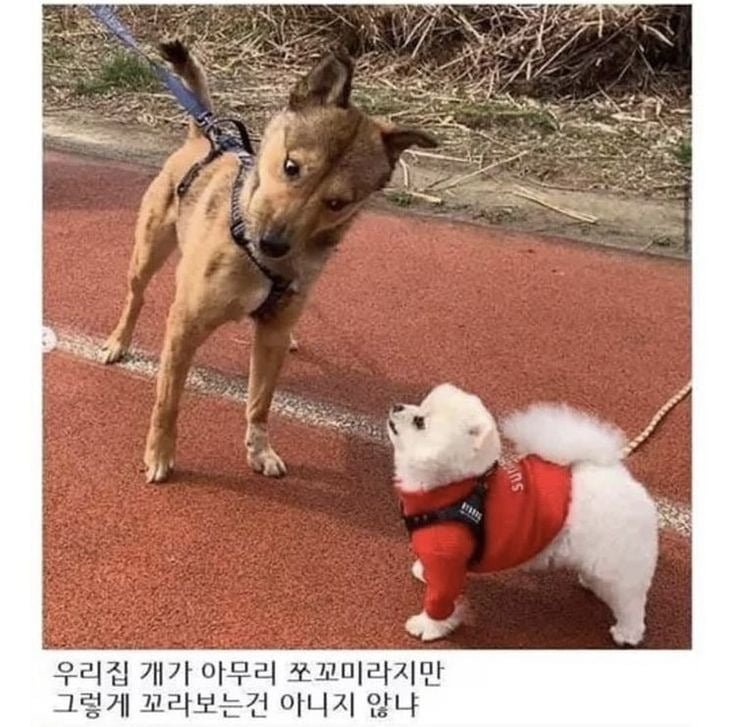 달팽이게임픽분석