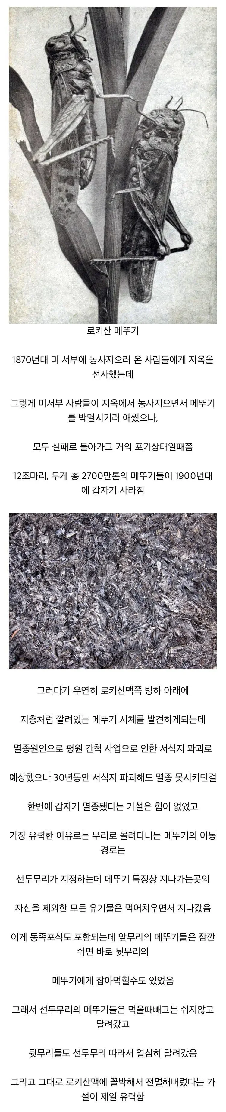 달팽이게임픽분석