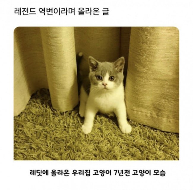 사다리게임픽게임