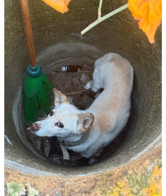 실시간게임