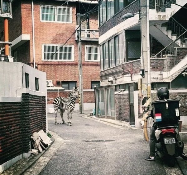 달팽이게임픽분석