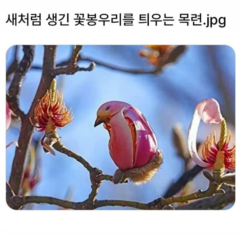 다리다리게임분석기