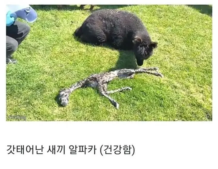 달팽이게임픽