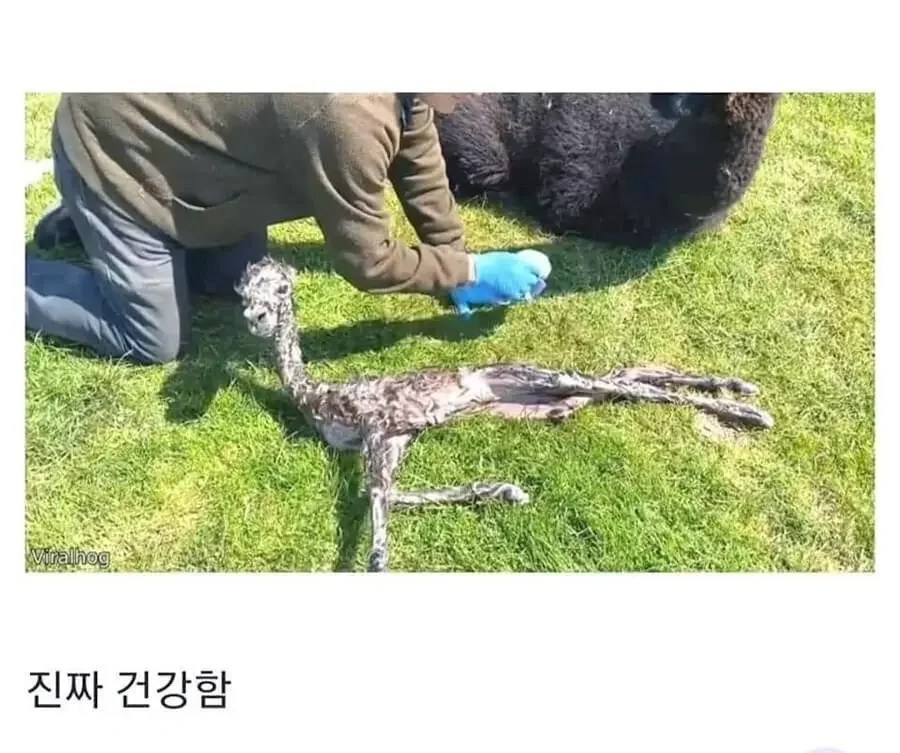 달팽이게임픽분석