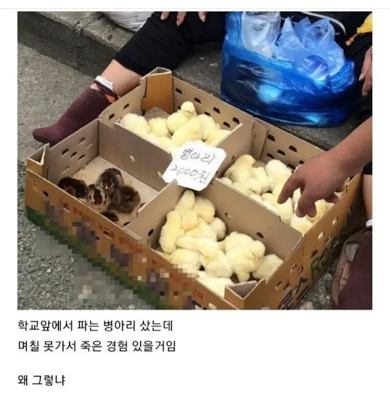 달팽이게임픽