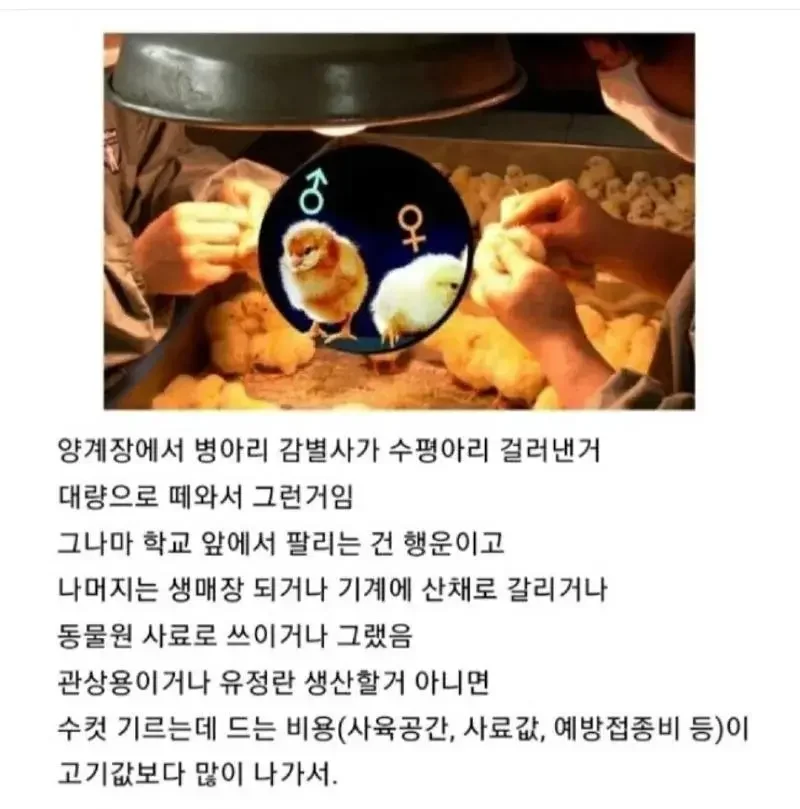 달팽이게임픽분석