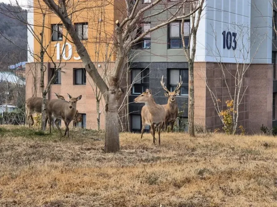 달팽이게임분석기