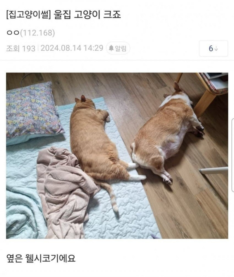 달팽이게임통계